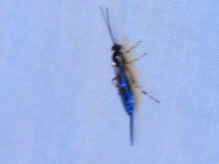 Itoplectis