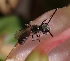 Lasioglossum