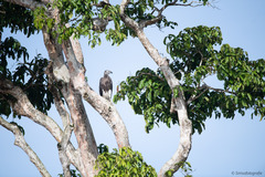 Haliaeetus ichthyaetus