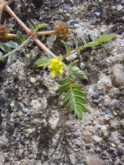 Tribulus terrestris