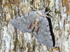 Catocala grynea