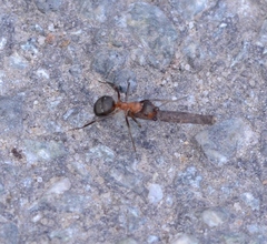 Formica rufa