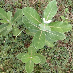 Calotropis