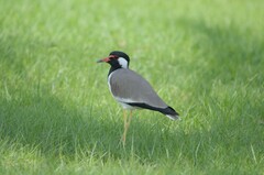 Vanellus indicus