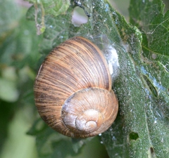 Helix pomatia