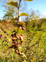Cotoneaster fangianus