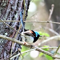 Malurus lamberti