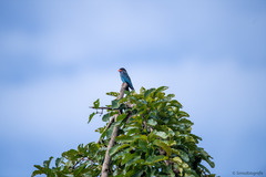 Eurystomus orientalis