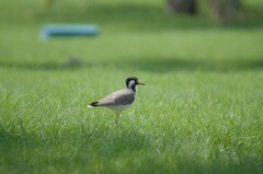 Vanellus indicus