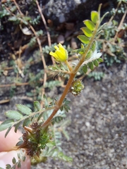Tribulus terrestris