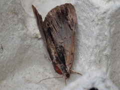 Catocala ultronia