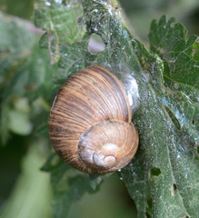 Helix pomatia