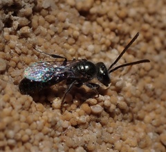 Lasioglossum