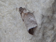 Acrobasis