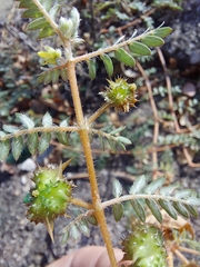 Tribulus terrestris