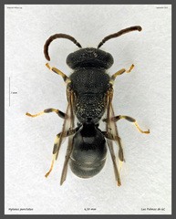Hylaeus punctatus
