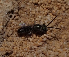 Lasioglossum