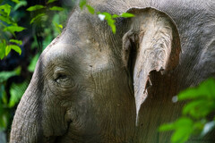 Elephas maximus borneensis