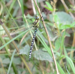 Aeshna cyanea