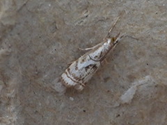 Microcrambus