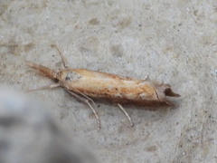 Neodactria luteolellus