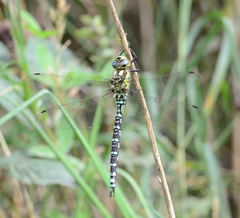 Aeshna cyanea