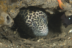 Gymnothorax favagineus