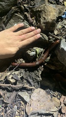 Thyropygus allevatus