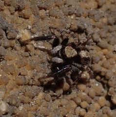 Pseudeuophrys