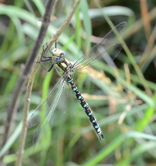 Aeshna cyanea