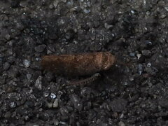 Allygidius atomarius