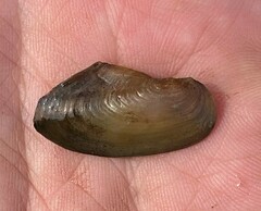 Utterbackia imbecillis