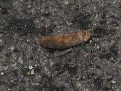 Allygidius atomarius