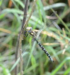 Aeshna cyanea
