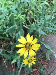 Helianthus mollis