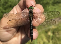 Cordulia aenea aenea