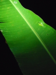 Espadarana prosoblepon