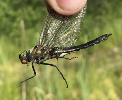 Cordulia aenea aenea