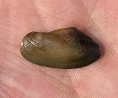 Utterbackia imbecillis