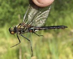 Cordulia aenea aenea