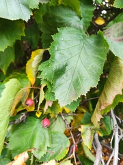 Crataegus sanguinea