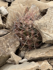 Hamatocactus hamatacanthus