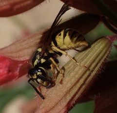 Vespula germanica
