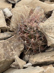 Hamatocactus hamatacanthus