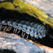 Platyrhacidae - Photo (c) simso, vissa rättigheter förbehållna (CC BY-NC)