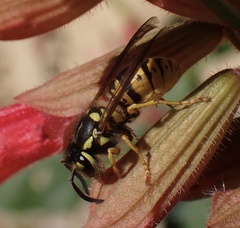 Vespula germanica