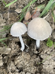 Coprinopsis pseudonivea