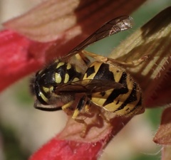 Vespula germanica
