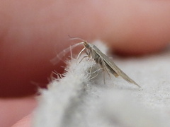 Plutella porrectella