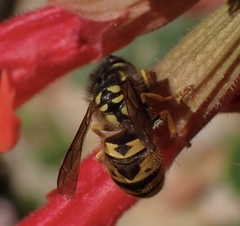 Vespula germanica